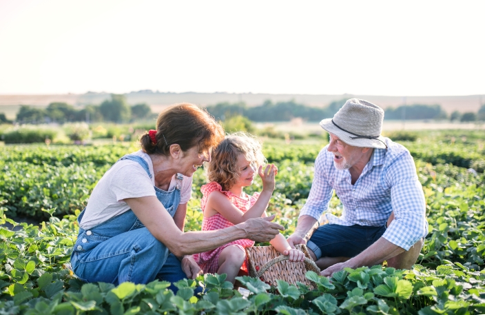 Grandparents teaching granddaughter how to pick berries from a field